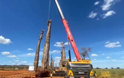 Içamento de Árvores com Guindaste: Quando e Como Esse Serviço é Necessário