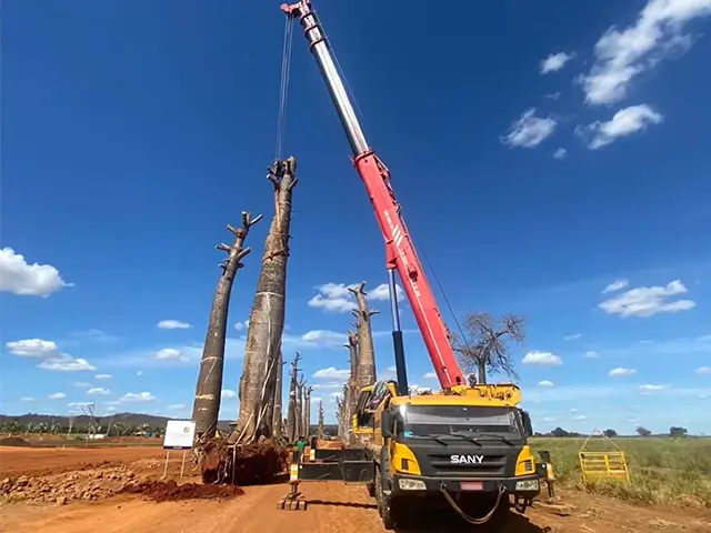 Içamento de árvores com guindaste em operação ambiental — NT Locação de Guindastes